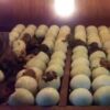 Jual  Mesin Penetas Telur Digital dan Semi Otomatis Termurah - Image 15